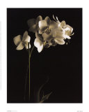 Orchid Study I Poster von Dianne Poinski