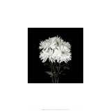 Flower Series IX Prints by Walter Gritsik