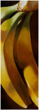 Plátano Láminas por S. Mottinelli Plátano Láminas por S. Mottinelli