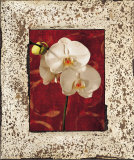 Orchids Poster by John Seba