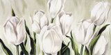 Tulipani Bianchi Posters by L. Corrandini Tulipani Bianchi Posters by L. Corrandini