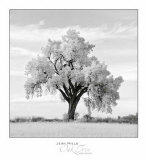 Oak Tree Prints by Jean Miele Oak Tree Prints by Jean Miele
