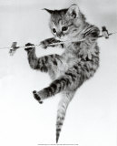 Kitten on a Clothes Line Plakater af Erik Parbst