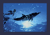 Dolphins, Bahamas Poster by Dale Sanders Dolphins, Bahamas Poster by Dale Sanders