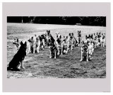 Police Dogs on Parade Posters