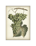 Green Grapes II Posters