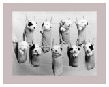 Hung Out to Dry Póster Hung Out to Dry Póster