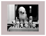 Sheep Dog and Pups Prints