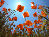 Poppies Posters by Laurent Pinsard