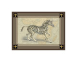 Zebra with Border II Prints