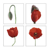 Métamorphose du coquelicot Affiche par Nuridsany & Perennou 