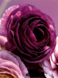 薔薇 アート - ケイ・ムトウ 薔薇 アート - ケイ・ムトウ