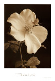 Rose Bud Prints by Sondra Wampler