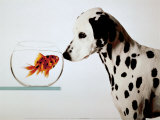 Dalmation Dog Looking at Dalmation Fish Plakaty autor Michel Tcherevkoff