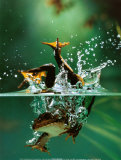 Frog under Water Poster von Tim Flach