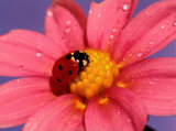 Ladybird Posters by Ratier 