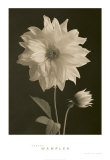 Bouton de dahlia Posters par Sondra Wampler