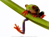 Tree Frog Posters Tree Frog Posters
