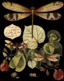 Curieuse libellule sur fond noir II Affiches