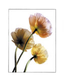 Poppies Prints by Cédric Porchez
