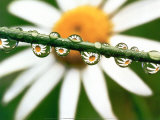 Daisy Prints by Craig Tuttle