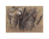 Etudes d'une tête d'éléphant Art par Pieter Boel