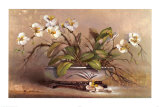 Orchid Passion Stampe di Paul Mathenia