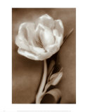 Tulip Prints by Christine Zalewski