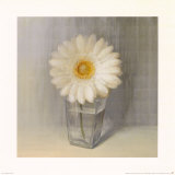 Single White Daisy Poster
