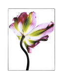 Tulip Prints by Cédric Porchez