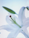 White Flower Láminas por Tetsuro Sato
