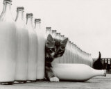 Chatons au paradis Affiches