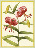 Tiger Lily Plakater av Barbara Brown
