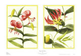 Tiger Lily Petites Plakat av Barbara Brown