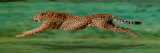 Cheetah Running - Poster Cheetah Running - Poster