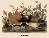 Key West - Quail & Dove Prints