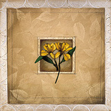 Framed Lily I Prints by Forest Poole