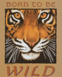 Tiger Eyes Print by Peter Kull