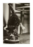 Cat Tipsy Plakater Cat Tipsy Plakater