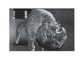 Cat Fish Bowl Twins Pósters Cat Fish Bowl Twins Pósters