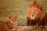 Lion & Cub Posters