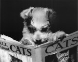 Tout sur les chats Posters
