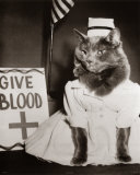 Minette infirmière à quatre pattes Affiches