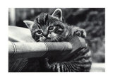 Cat Precious Arte Cat Precious Arte