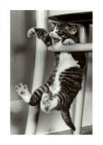 Chat loufoque Affiches