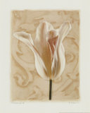 Chiaroscuro II Poster par Amy Melious