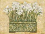 White Narcissus Prints by Eva Misa White Narcissus Prints by Eva Misa