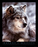 Timber Wolf Posters by John Pezzenti Jr