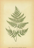 Ferns Prints by Edward Lowe