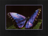 Blue Morpho Affiches